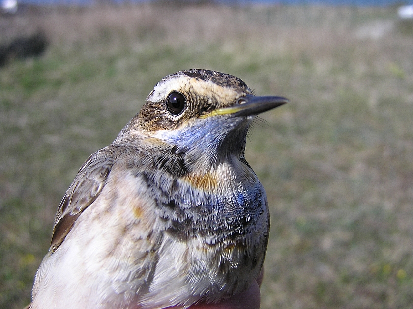 Bluethroat, Sundre 20050514